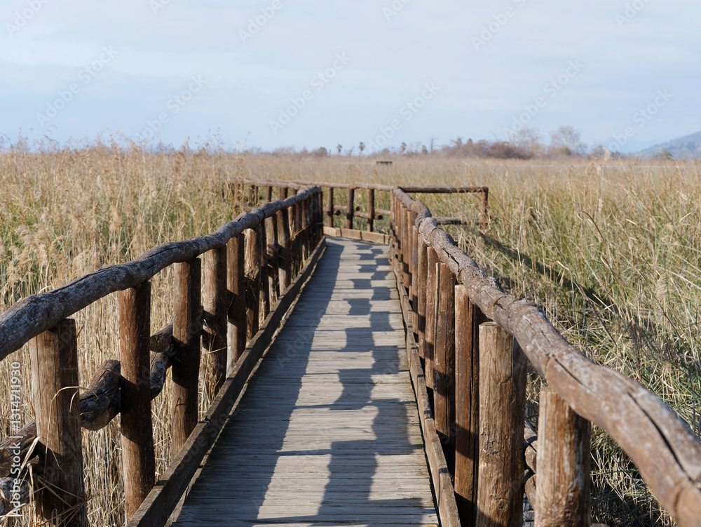 Fototapeta premium beautiful view of the naturalistic oasis of lake massaciuccoli in the province of lucca tuscany