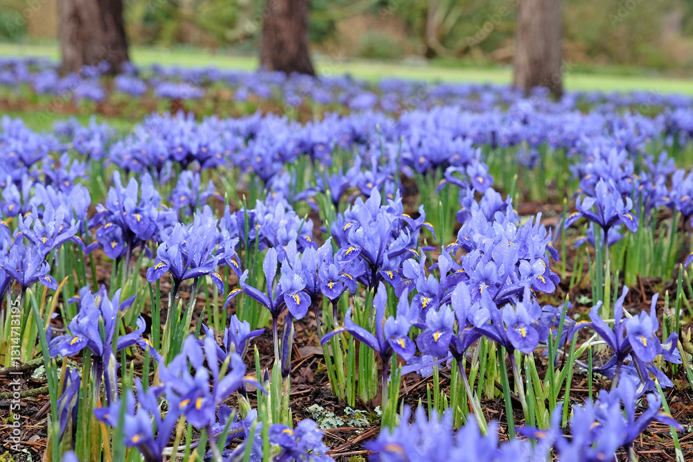 Fototapeta premium Dark blue Iris Reticulata ‘Harmony’ in flower.