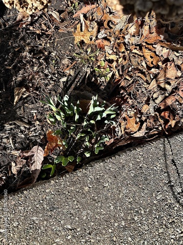 autumn leaves on the ground