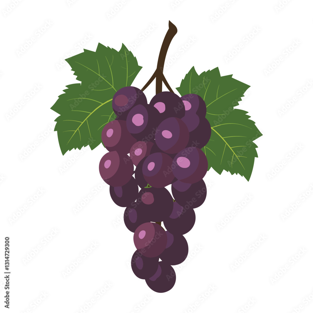 Fototapeta premium elegant illustration of bunch of grapes