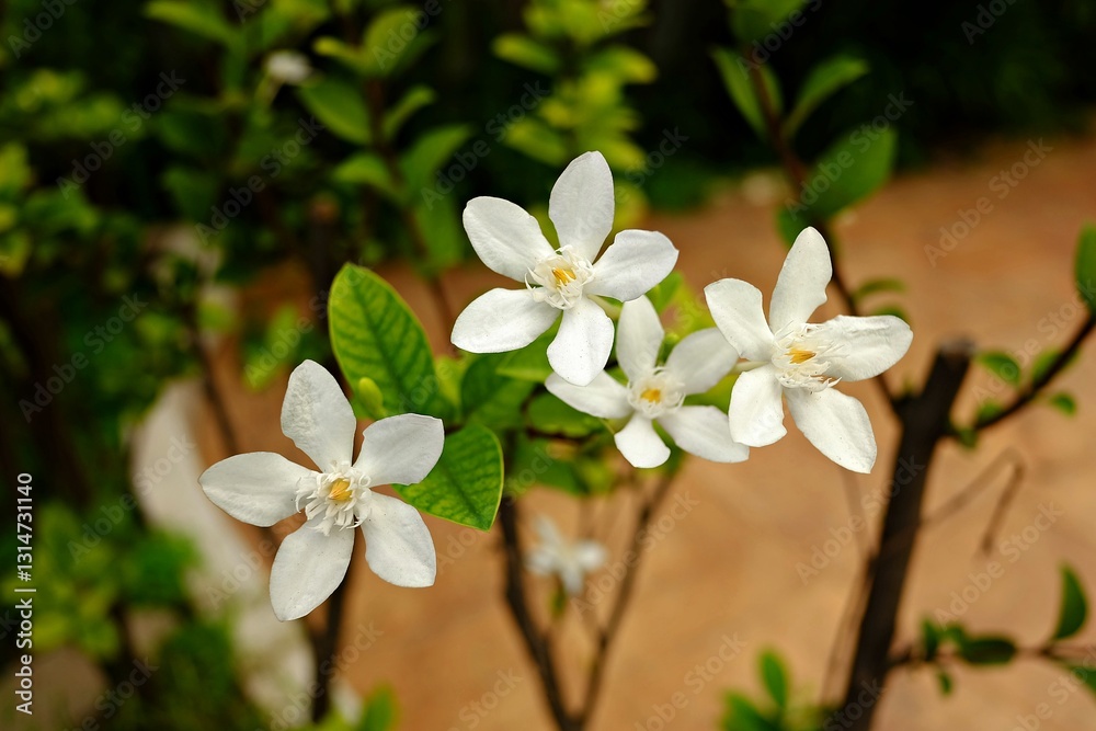 Obraz premium beautiful botanical shot, natural wallpaper
