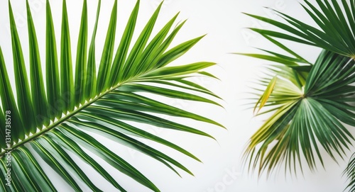 Palm frond against a white backdrop