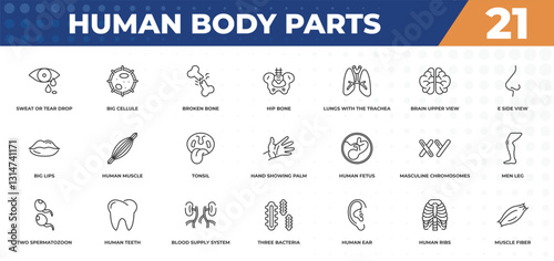 outline icons set - human body parts concept. sweat or tear drop, big cellule and more.