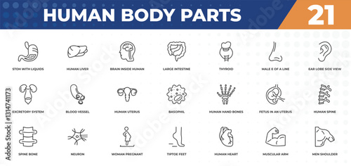 outline icons set - human body parts concept. stoh with liquids, human liver and more.