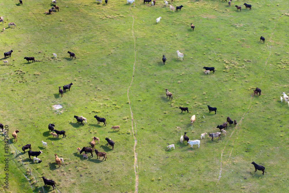 Milk cows grazing on green farm pasture. Feeding of cattle on farmland grassland Milk cows grazing on green farm pasture. Feeding of cattle on farmland grassland