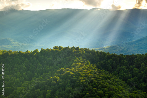 Fototapeta Naklejka Na Ścianę i Meble -  Morning forest in North Carolina Appalachian mountains, USA. Mount Mitchell peak in Blue Ridge Mountains. American nature in summer season