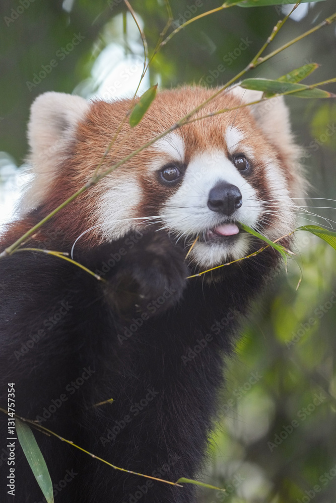 Obraz premium red panda