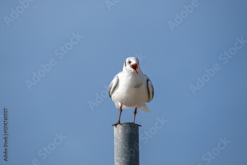 black headed gull  chroicocephalus ridibundus perched on a metal post squawking with blue sky in the background photo