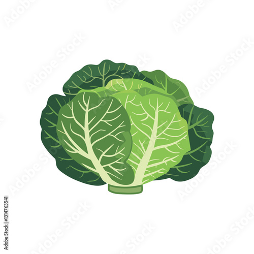 elegant illustration of fresh green cabbage