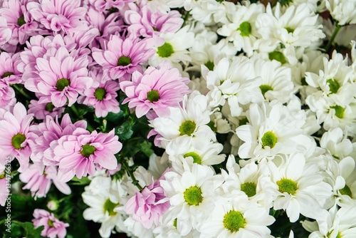 Pink and White Chrysanthemum Bouquet – Soft Floral Harmon