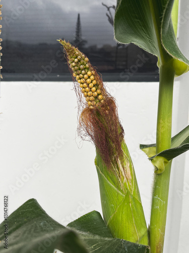  Close-up of corn stalk growing with kernels visible