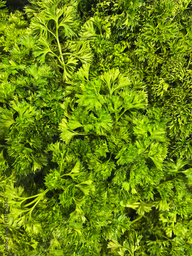  Close-up of parsley leaves – fresh
