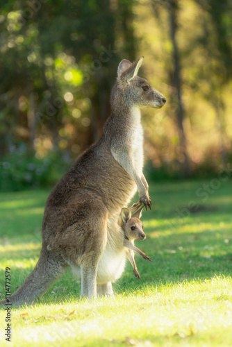 kangaroo with baby
