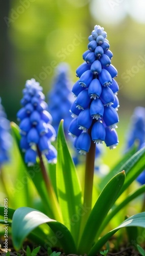 Beautiful blue spring flowers grape hyacinth blooming in sunlight, grape hyacinth, blue, garden