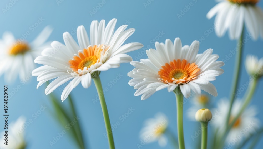 Daisies flowers in white against a floral blue background. Close-up view. Nature. Daisies flowers in white against a floral blue background. Close-up view. Nature.