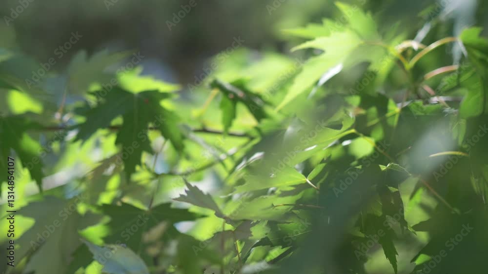A Dance of Maple Leaves: The Serene Beauty of Foliage Swaying in the Wind in 4k slow motion 60fps A Dance of Maple Leaves: The Serene Beauty of Foliage Swaying in the Wind in 4k slow motion 60fps