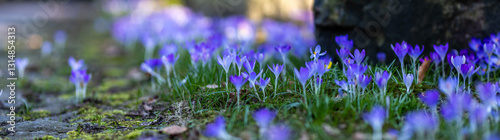 Krokus aus der Nähe im Frühling