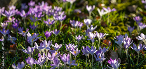 Krokus im Frühling im Sonnenschein