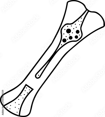 A simple black and white illustration of a bone with a hollow center, depicting its structure and internal features.