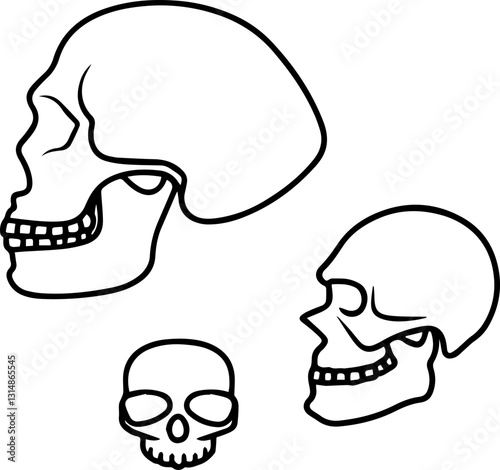 Three outlined skulls in varying sizes, showcasing anatomical features, ideal for educational and artistic purposes.