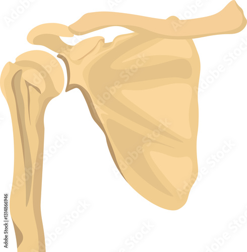 The shoulder bone comprises the scapula, clavicle, and the proximal humerus which connect the arm to the torso and provide structural support and mobility to the upper limb. 