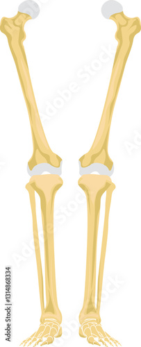 The lower limb bones form the skeletal foundation of the human leg, providing structural support, facilitating movement, and bearing body weight.
