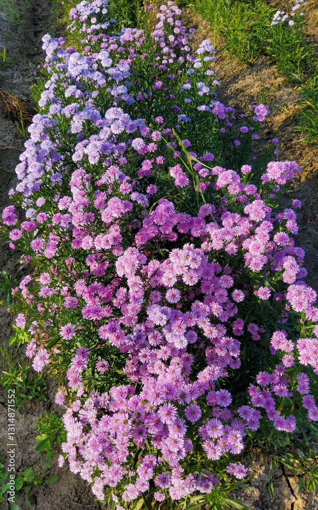 Beautiful Flowers Beautiful Flowers