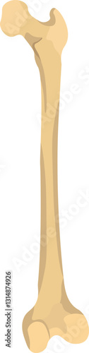 normal healthy femur bone without underlying pathology