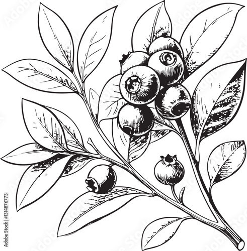 Huckleberry Berry Berries Black and White Vector Illustration, Sketch Drawing Line Linear Engraving, Hand-drawn Isolated