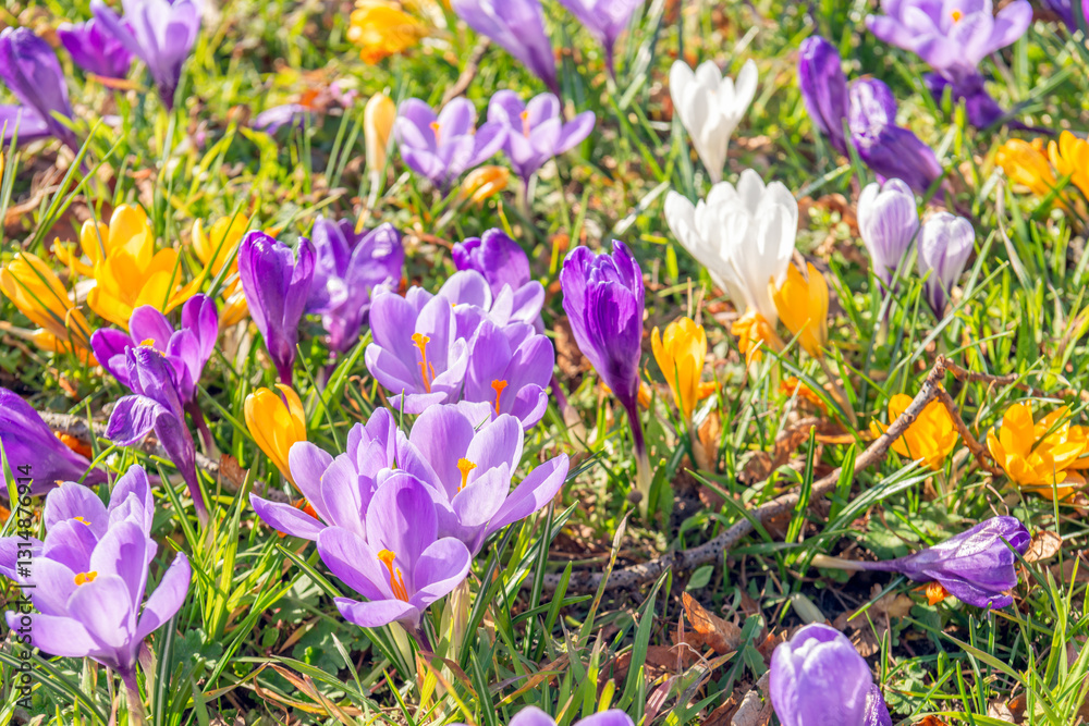 Close-up of blooming crocuses in different colors. The crocuses grow in the lawn in the garden. It is a sunny day in springtime.