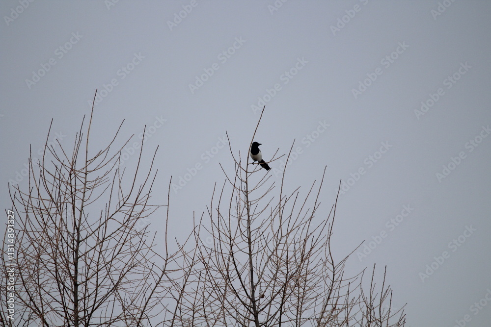 Eurasian magpie (Pica pica) in its natural environment. Group of Eurasian Magpies sitting on a tree
Eurasian magpie (Pica pica) in its natural environment. Group of Eurasian Magpies sitting on a tree
