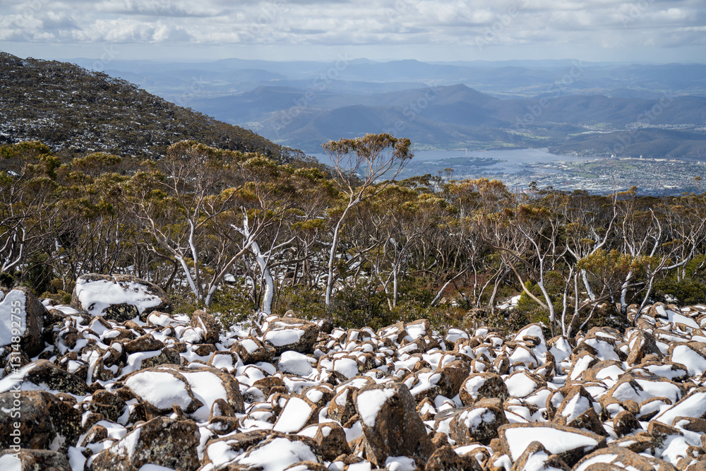 alpine plants and trees snow on a mountain in tasmania australia