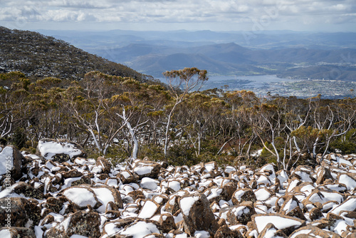 alpine plants and trees snow on a mountain in tasmania australia