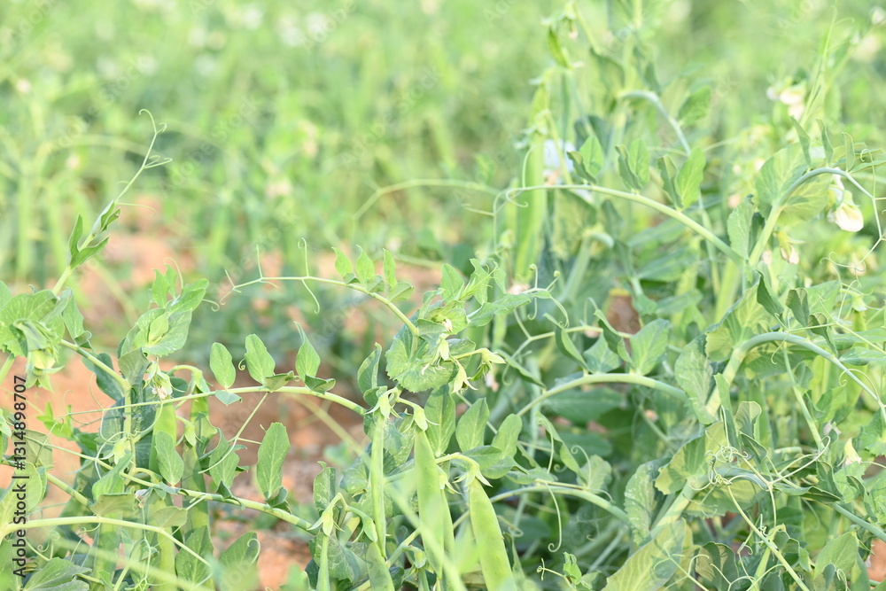 Obraz premium Pea plant in vegetable garden. The pea&nbsp;is small spherical seed&nbsp;or the seed pod of the pod&nbsp;fruit&nbsp; pisum sativum. Each pod contains several peas, which can be green or yellow. Vegetable plant. 