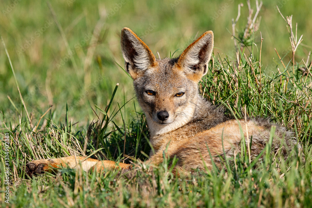 Fototapeta premium Chacal et ses petits
