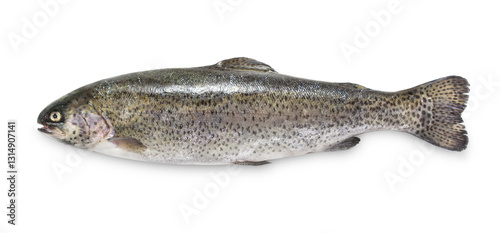 Rainbow trout on white background