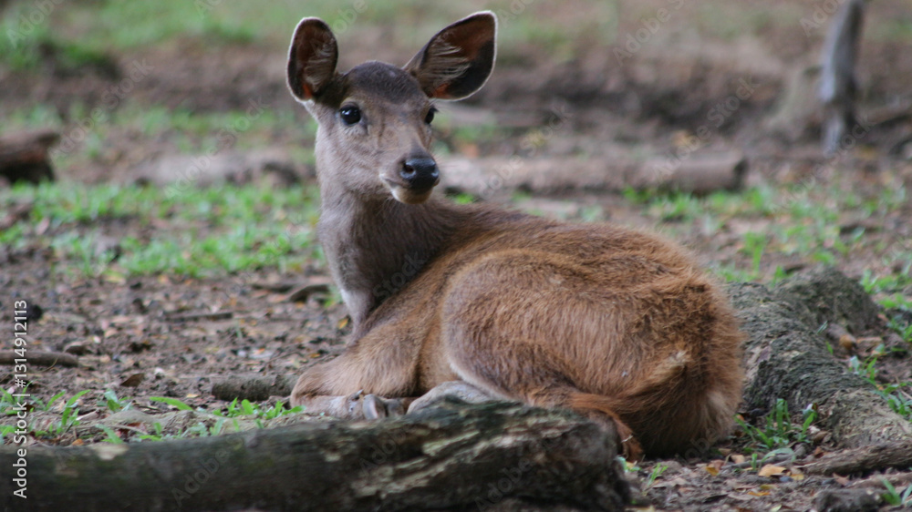 Fototapeta premium Red deer is looking at the camera. With big brown eyes and a sharp gaze.