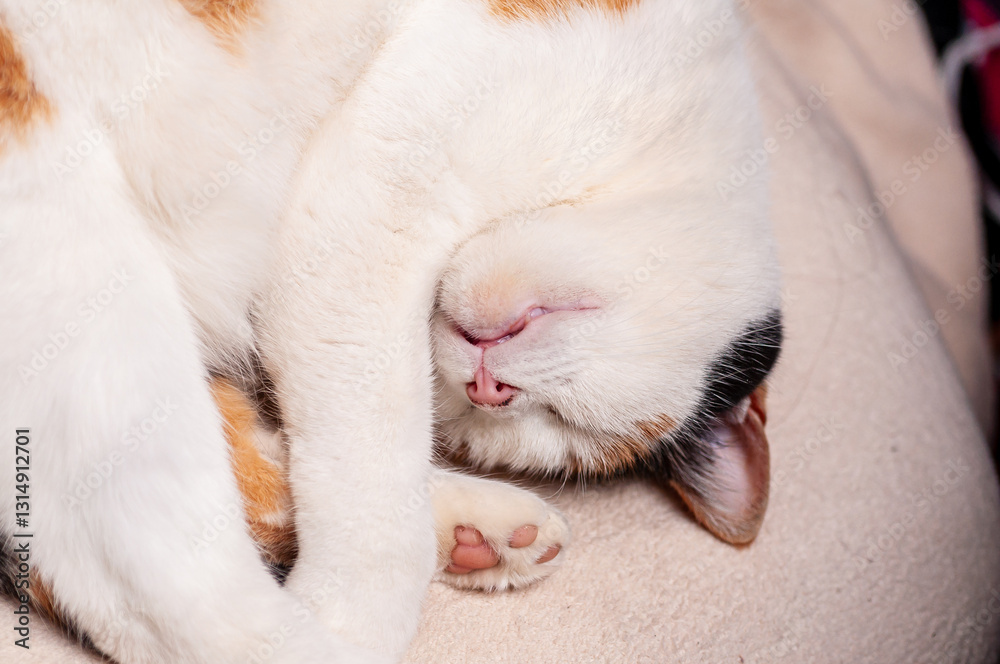 Calico cat curled up sleeping on a beige surface, hiding its face with its paws Calico cat curled up sleeping on a beige surface, hiding its face with its paws