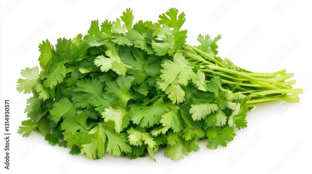 Harvesting fresh cilantro kitchen counter photography culinary space close-up fresh aromatic herb Harvesting fresh cilantro kitchen counter photography culinary space close-up fresh aromatic herb