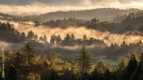 Dense fog rolling over a tranquil forested valley in early morning light. photo