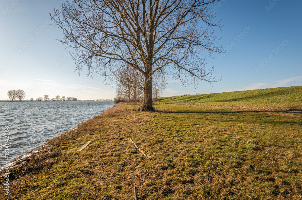 Bare trees in a row along the bank of a wide Dutch river. It is a sunny day with blue skies at the end of the winter season.