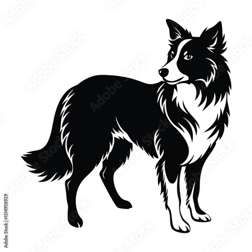 Border collie herding with head lowered silhouette on white art