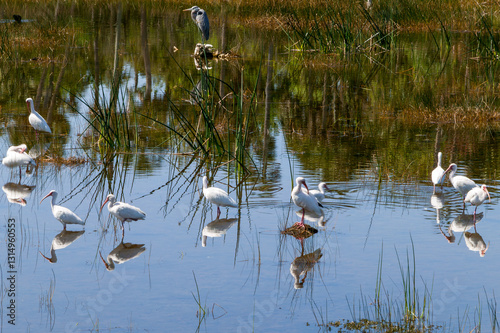 A flock of white Ibis (Eudocimus albus) standing in  water in Florida's  Lake Woodruff NWR with their bodies and nearby trees reflecting in the calm water.