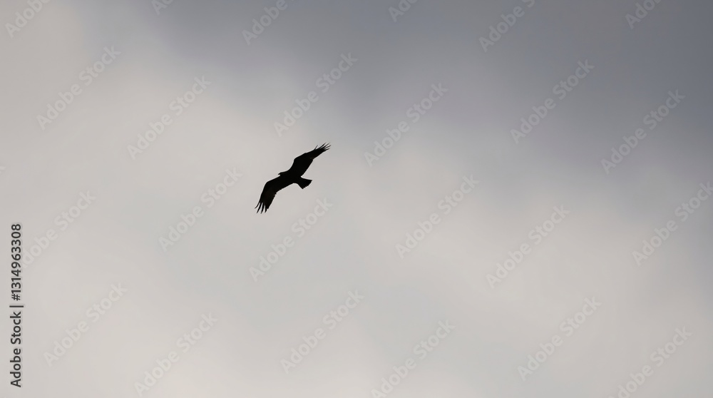 Dramatic Black Silhouette of a Solitary Bird in Flight Against a Cloudy Sky Dramatic Black Silhouette of a Solitary Bird in Flight Against a Cloudy Sky