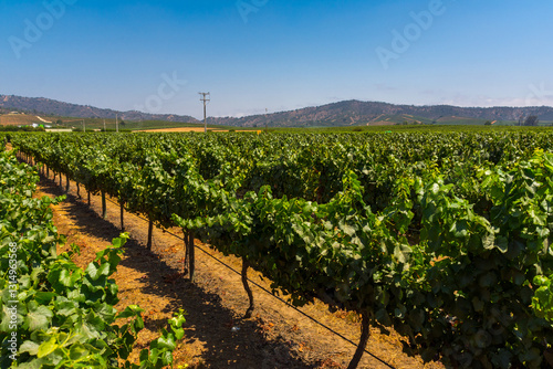 the famous vineyards of Chile near the city of Casablanca