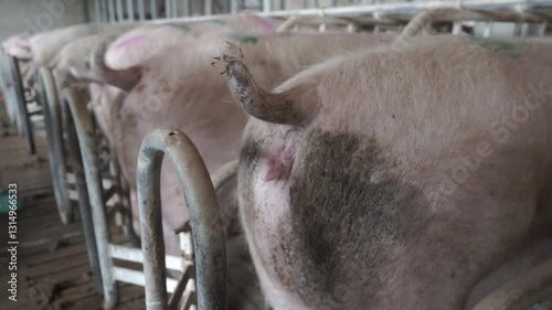 Veterinarian spraying water onto pig vulva at breeding facility
