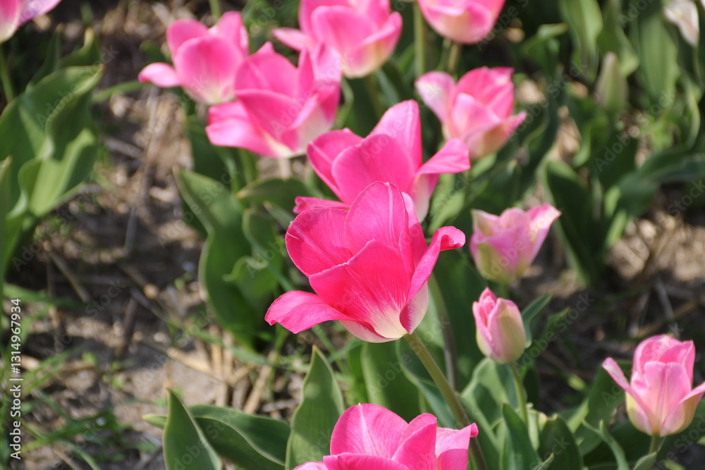 Rosa Tulpen blühen im Tulpenfeld in Holland Noordwijk Rosa Tulpen blühen im Tulpenfeld in Holland Noordwijk