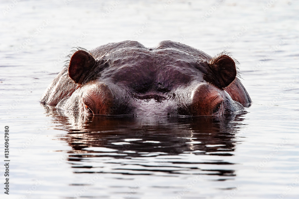 Fototapeta premium Hippopotame 