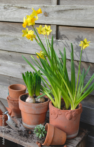 potted of narcissus and Hyacinth with terra cotta flower pot on wooden backgr...