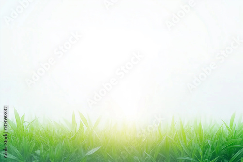 A clean bright background with the glare of sunlight providing copy space with fresh grass on the bottom.